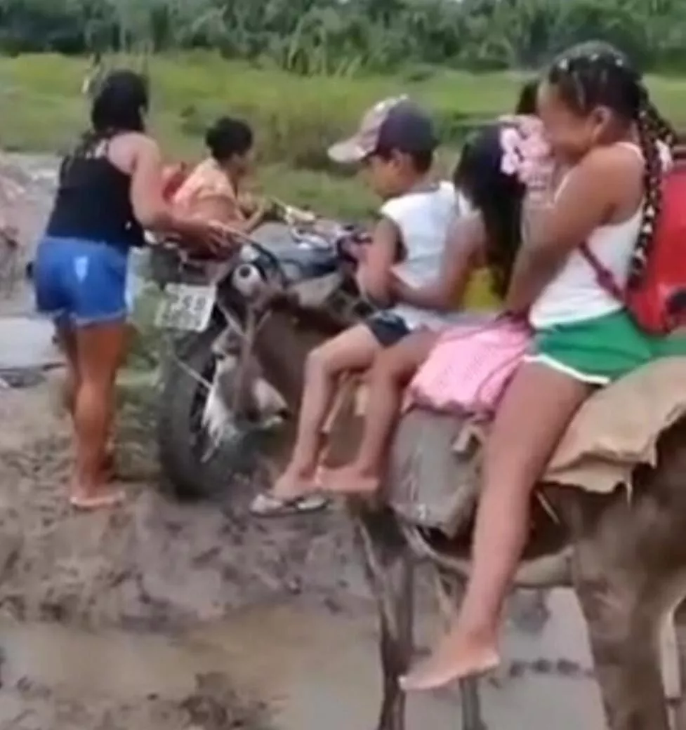 São Vicente de Férrer: moradores ultilizam jumentos como transporte escolar