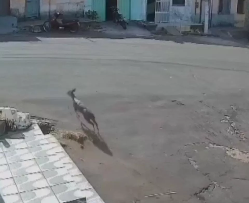 Câmera de segurança registra veado circulando no interior do Maranhão