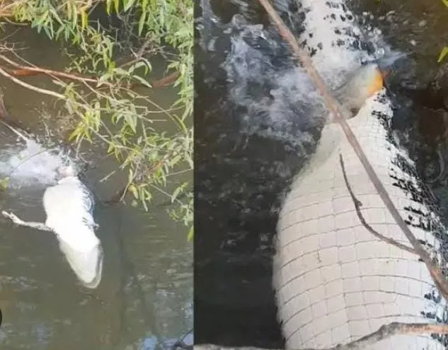 Jacaré é flagrado sendo devorado por piranhas em rio do Tocantins e viraliza