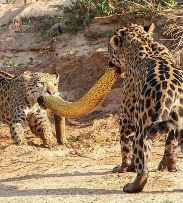 Onças-pintadas são flagradas em cabo de guerra com Sucuri no Pantanal