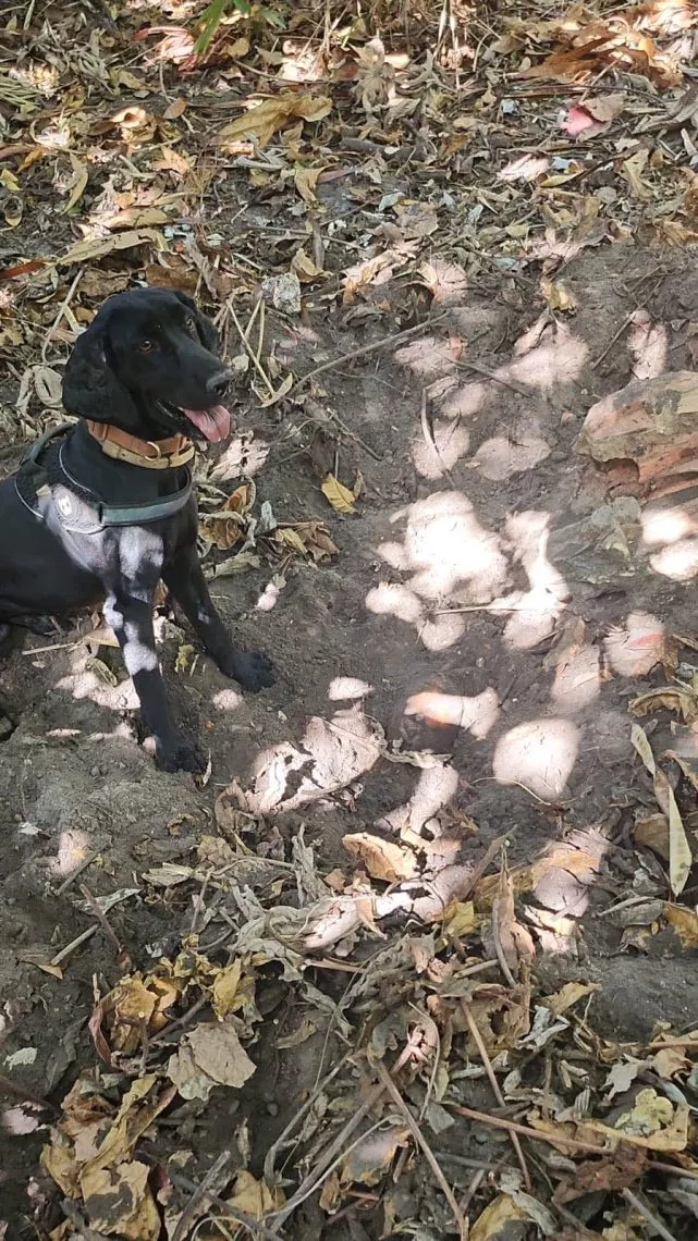 URGENTE! Corpo em estado de decomposição encontrado em São Luís pode ser de advogado desaparecido 