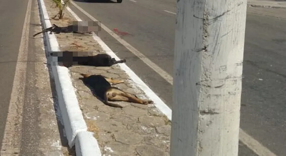 Motorista atropela e mata três cães em avenida de São Luís